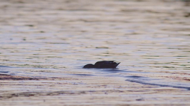 MS SLO MO在池塘里寻找食物的鸭子，英国视频下载