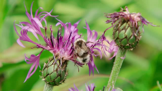 CU SLO MO ZI拍摄的大黄蜂在紫花上/各种各样，英国视频下载