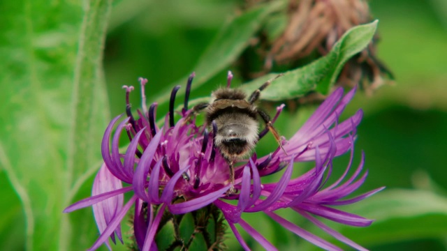 CU SLO MO拍摄的大黄蜂在紫色的花/各种，英国视频下载