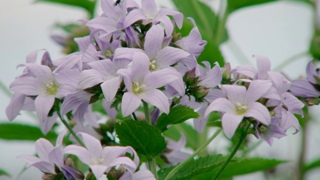 MS丁香开花植物在空气中摇曳/各种各样，英国视频下载