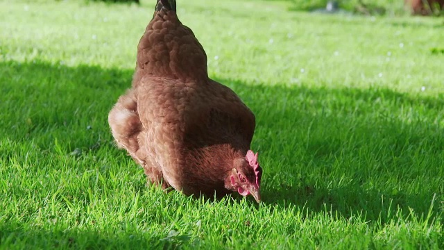 CU SLO MO拍摄的鸡在草地上觅食/各种，英国视频下载