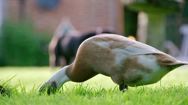 MS SLO MO在英国花园和觅食的鸭子和狗视频下载