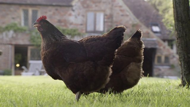 MS SLO MO TU的鸡觅食/各种各样，英国视频下载