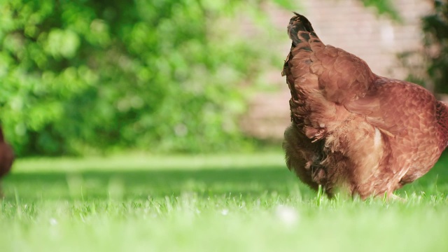 MS SLO MO ZO在草地上觅食的鸡和鸭/各种，英国视频下载