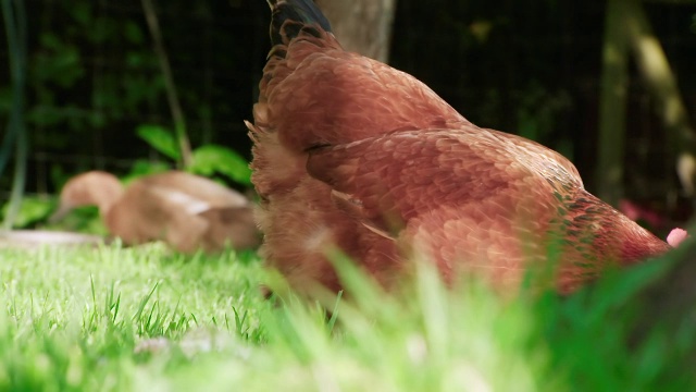 MS SLO MO在草地上觅食的鸡鸭/各种，英国视频下载