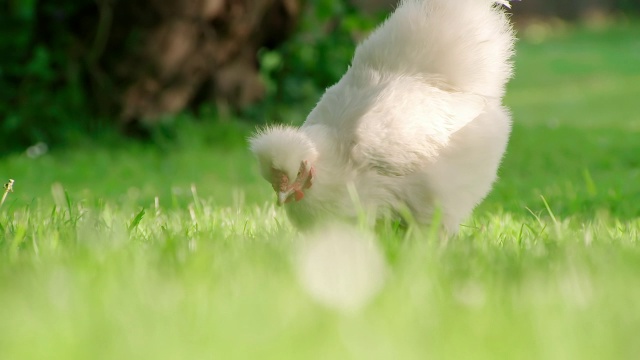 CU SLO MO TU TD拍摄的鸡在草地/各种，英国视频下载