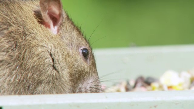 CU SLO MO从喂鸟器偷老鼠的照片/各种，英国视频下载