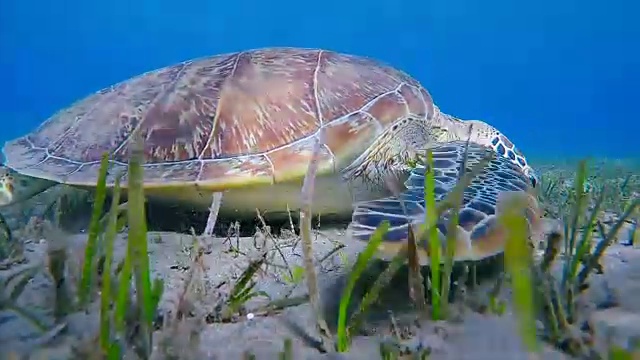 海龟在海草床上吃草和游泳/马萨阿拉姆视频素材