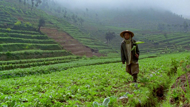 慢镜头广角拍摄的女人走在郁郁葱葱的耕地/雾梯田山坡在背景/ Dieng，爪哇视频素材