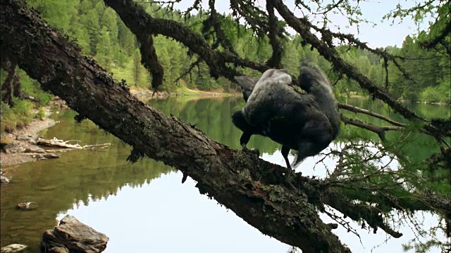 一只普通的乌鸦停在树枝上视频素材