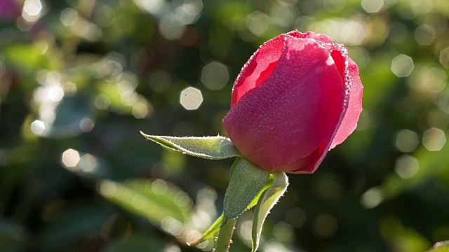 露珠玫瑰的特写镜头视频素材