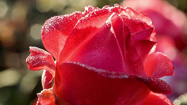 露珠玫瑰的特写镜头视频素材