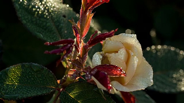露珠白玫瑰的特写镜头视频素材