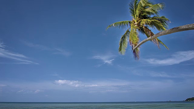 海滩上的棕榈视频素材