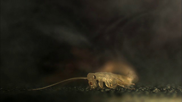 蟑螂毛虫死于灭虫剂视频下载