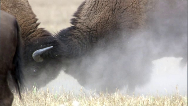 美国黄石公园草原上发情的野牛视频下载