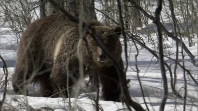 美国黄石公园，灰熊(Ursus arctos)走过白雪覆盖的森林视频素材