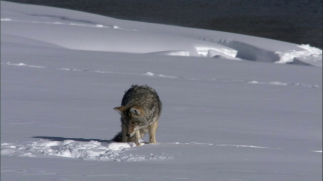 郊狼(犬属lutrans)在雪地里狩猎，黄石，美国视频素材