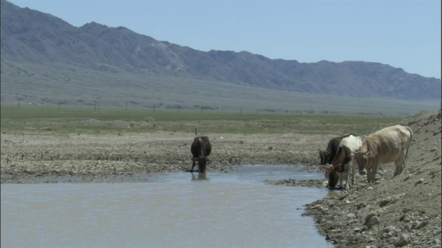 牛群在清河县的泥塘里饮水，视频素材