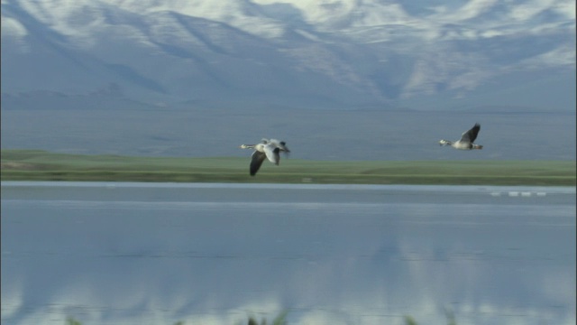 在巴音布鲁克草原的湖泊上空，有三头大雁低低地飞翔。视频素材