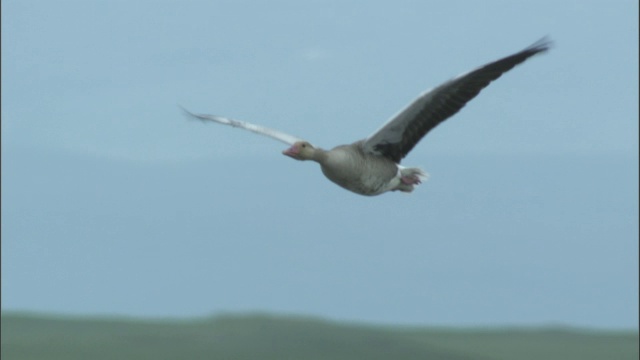 灰雁在巴音布鲁克草原的湖中降落。视频素材