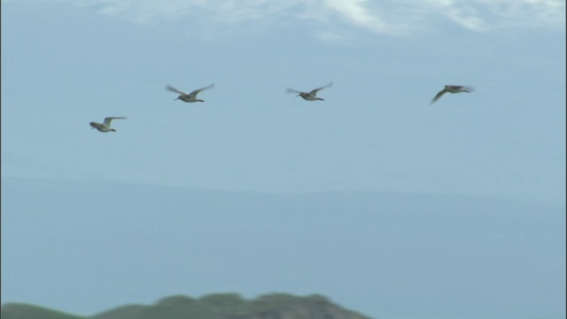 成群的红小腿飞过巴音布鲁克草原的群山。视频素材
