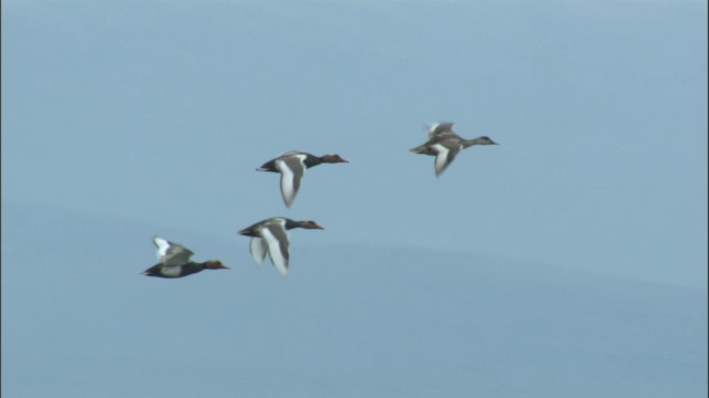 巴音布鲁克草原，一群红冠潜鸭低低地飞过水面。视频素材