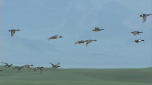 巴音布鲁克草原上，成群的北方铲土工和北方针尾鸟低低地飞过水面。视频素材