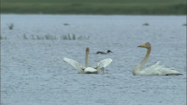 巴音布鲁克草原，大天鹅和小天鹅把其他天鹅赶走。视频素材