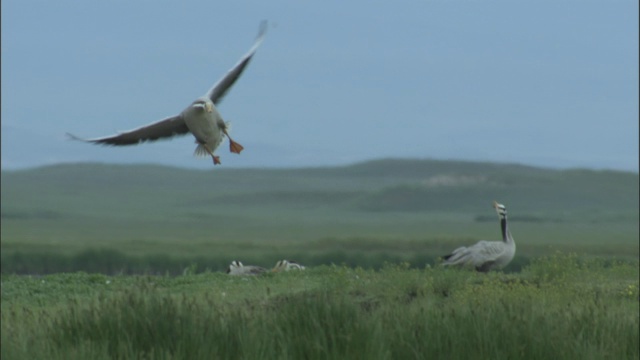 巴音布鲁克草原上的大雁飞到鸟巢后降落视频下载