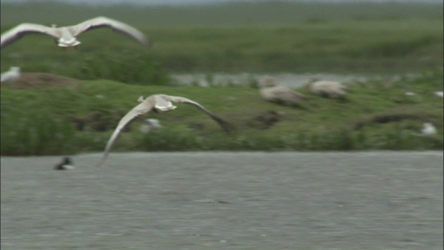 巴音布鲁克草原，雁群飞过湖泊。视频素材
