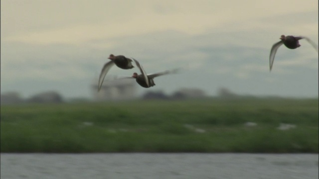 一群红冠潜鸭飞过巴音布鲁克草原的湖泊。视频素材