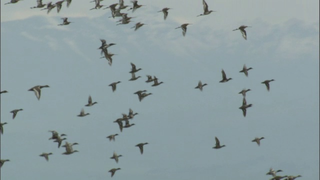 一群野鸭和黑尾塍鹬飞过巴音布鲁克草原的湖泊。视频素材