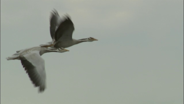 巴音布鲁克草原上飞翔的大雁。视频素材