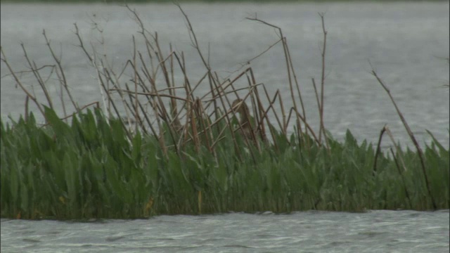 灰鹅在巴音布鲁克草原的湖中的草小岛上降落。视频素材