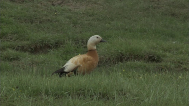 巴音布鲁克草原上的红鸭站在草丛中视频素材