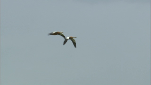 巴音布鲁克草原上，一对红彤彤的贝母鸭飞过灰色的天空视频素材