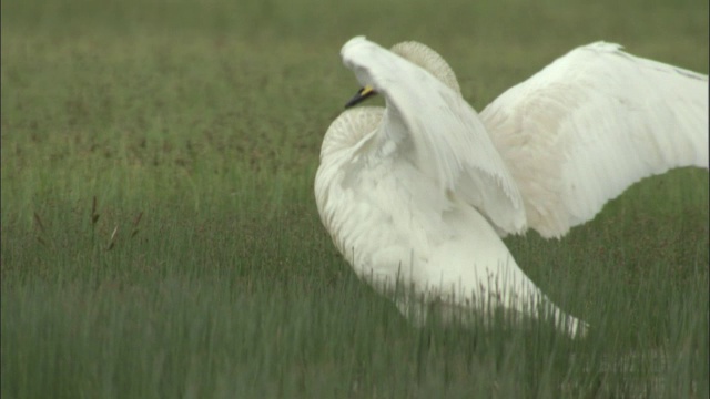 巴音布鲁克草原上，大天鹅用喙梳理并拍打翅膀。视频素材