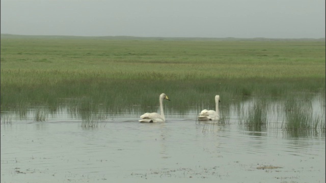 大天鹅游过巴音布鲁克草原的湖泊。视频素材