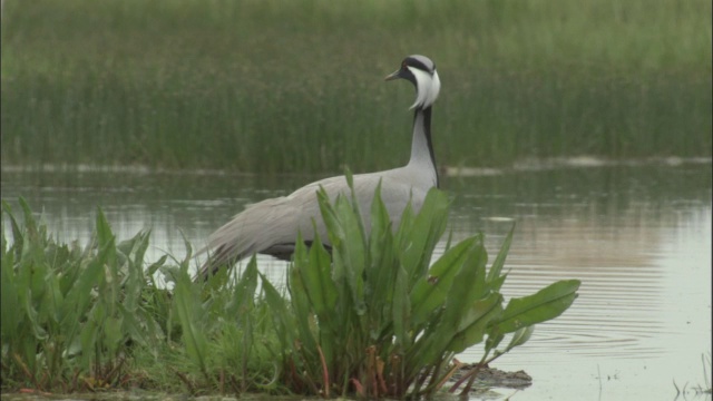 巴音布鲁克草原湖畔的蓑羽鹤。视频素材