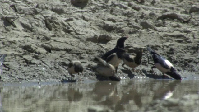 玫瑰椋鸟在清河县的泥泞池塘里饮水，视频素材