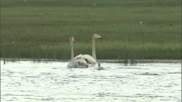 大天鹅一家在湖上游泳，巴音布鲁克草原，视频素材