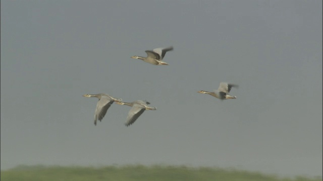 巴音布鲁克草原上飞过一群群大雁。视频素材