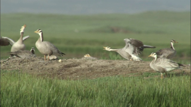 巴音布鲁克草原上，横头大雁纷纷落地。视频素材