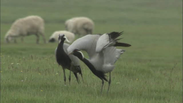 巴音布鲁克草原上，蓑羽鹤开始在羊群中展露头角。视频素材