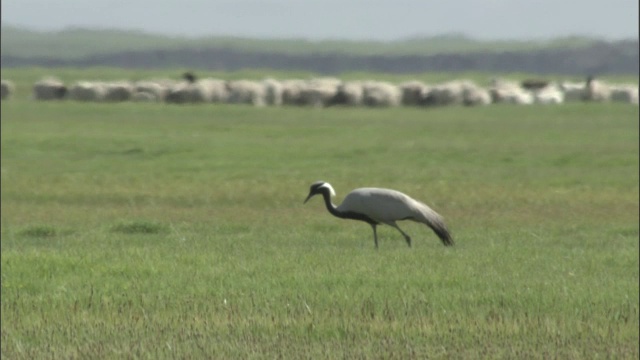 蓑羽鹤在草地上散步和进食，牲畜走过。、Bayanbulak草原。视频素材