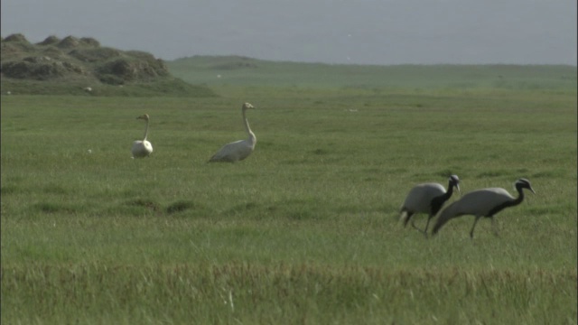 巴音布鲁克草原上的大天鹅、小天鹅和蓑羽鹤，视频素材