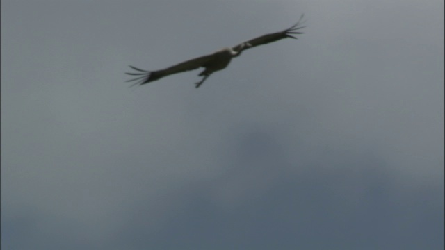 在巴音布鲁克草原的多云天空中盘旋的蓑羽鹤视频素材