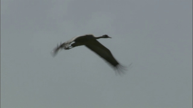 巴音布鲁克草原，灰蒙蒙的天空中飞翔着蓑羽鹤视频素材