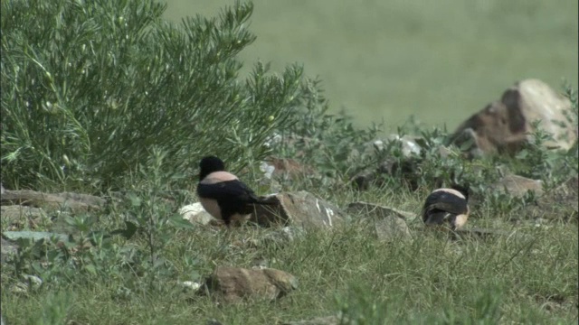 清河县，玫瑰椋鸟收集筑巢材料视频素材